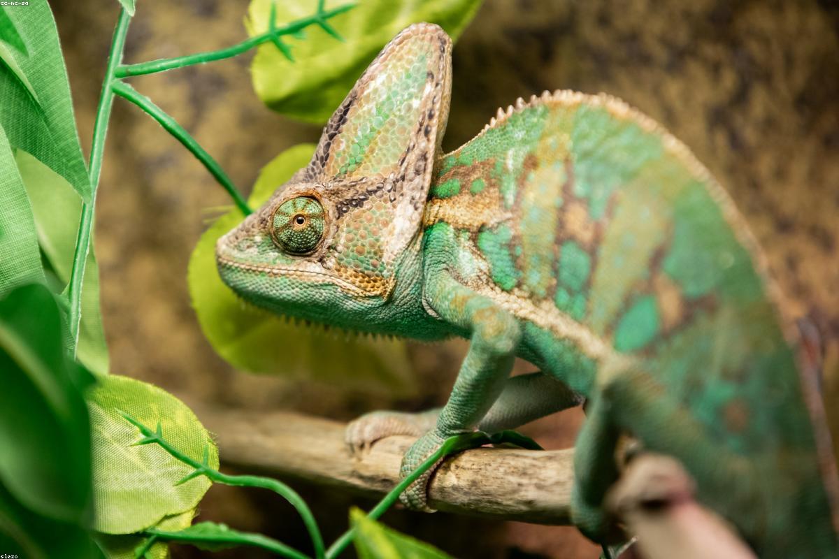 Panther Chameleon on branch