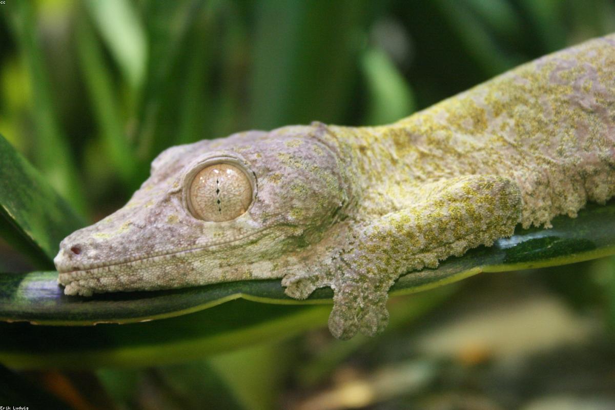 Leaf-tailed Gecko at night