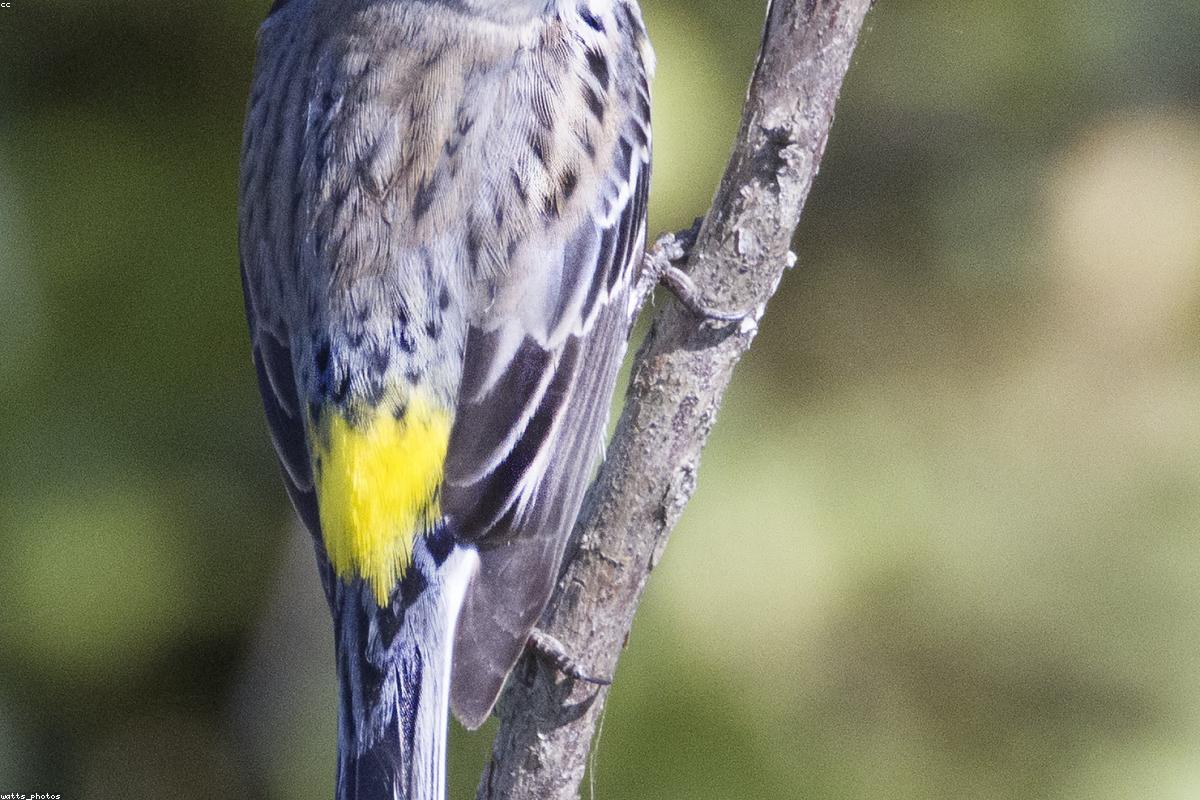 Magee Marsh at the warbler rush