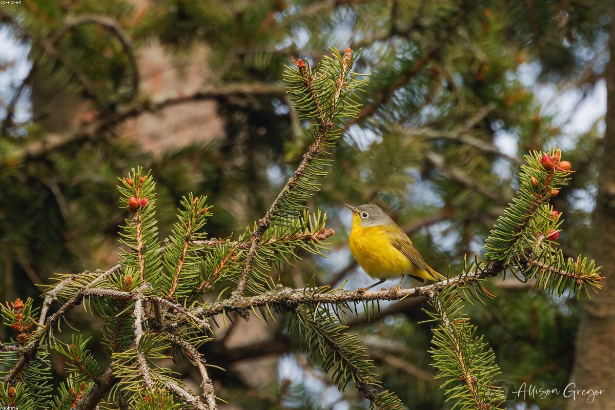 Black-throated blue male