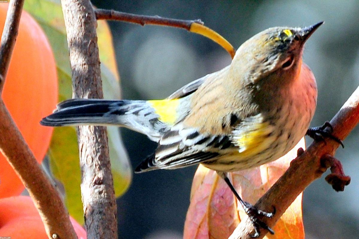 Bay-breasted warbler in spring plumage