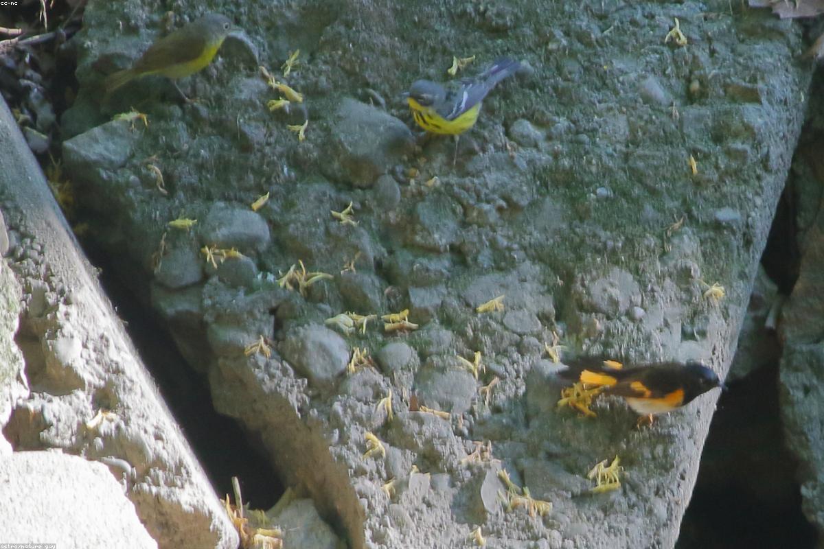 American redstart male