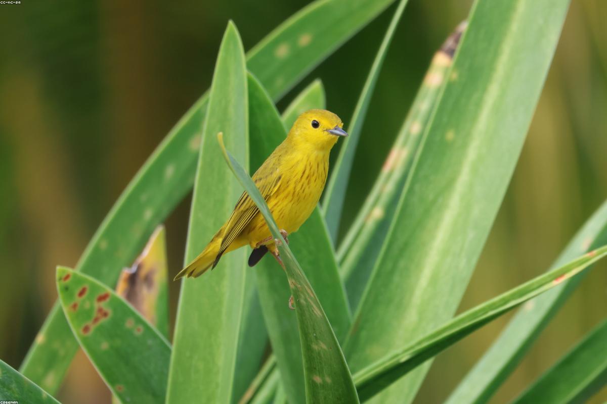 Yellow warbler singing