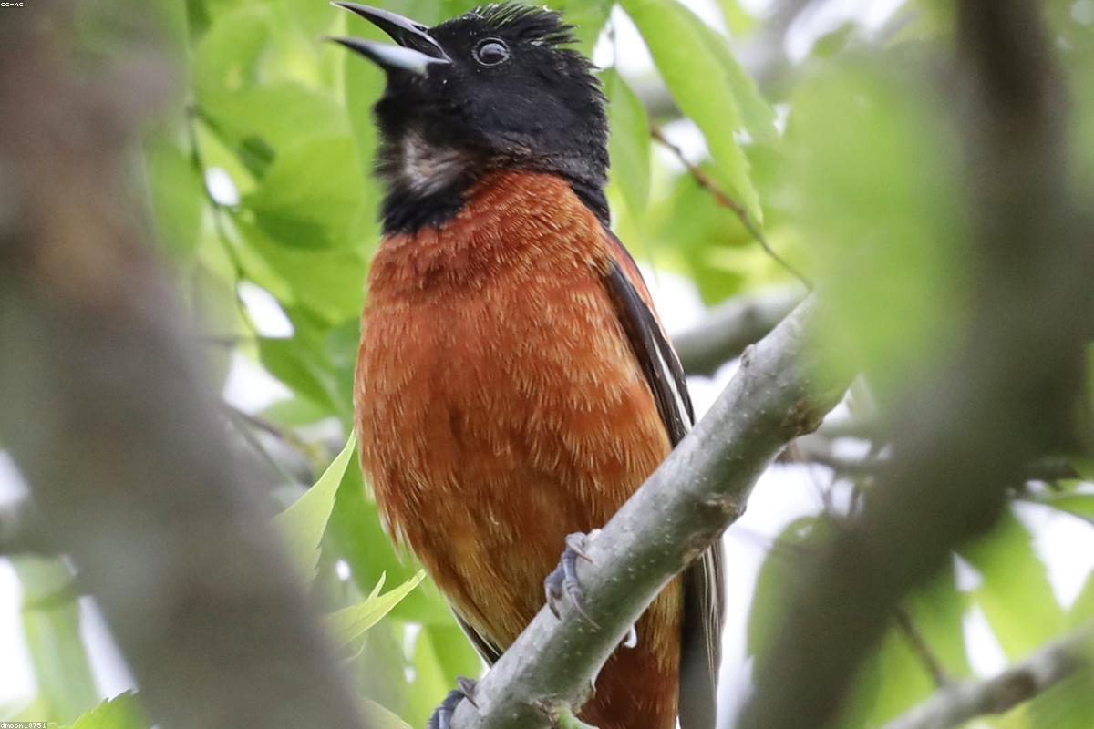 Baltimore oriole on catkin