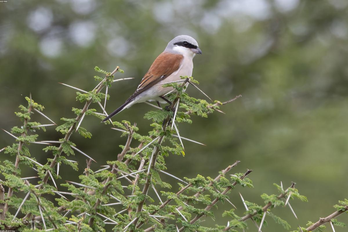 Northern shrike on sage