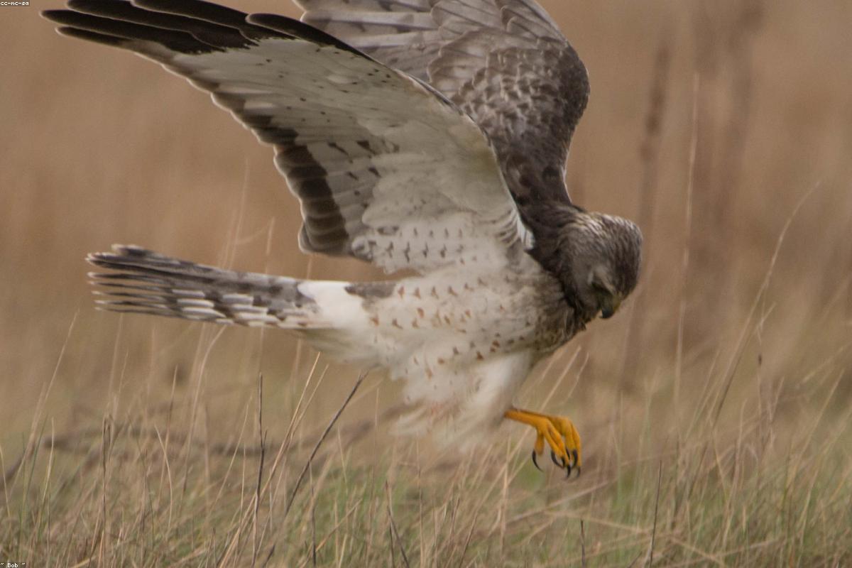 Harrier low over field