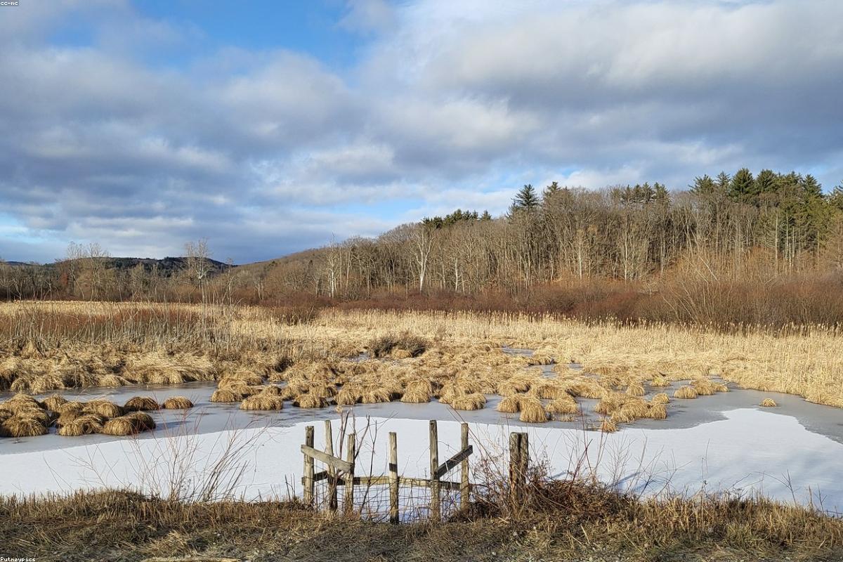 Wide view of frozen pond