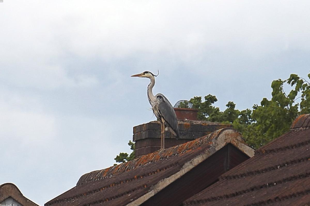Tricolored heron in flight