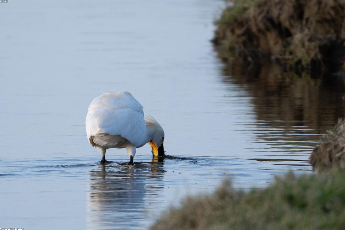 Roseate spoonbill feeding in shallows