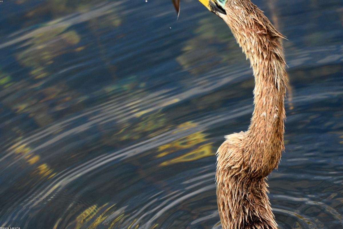 Anhinga drying wings on mangrove