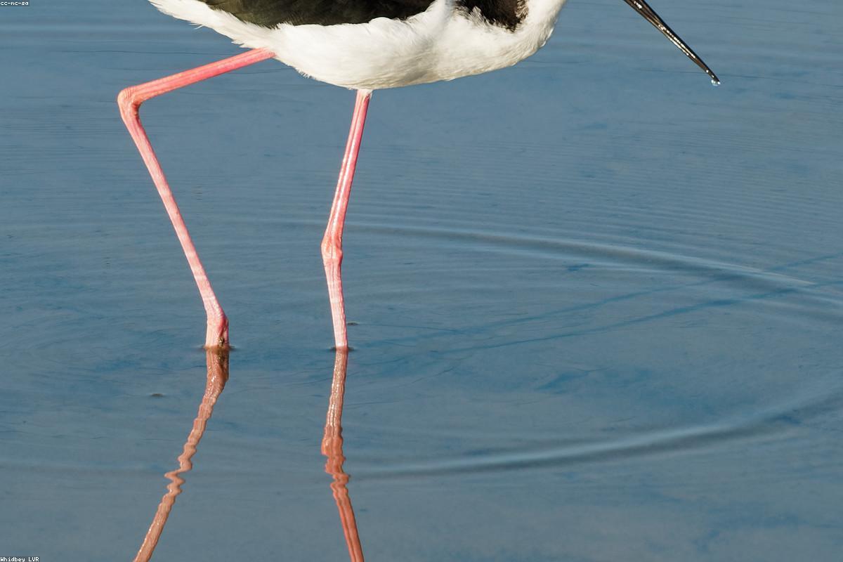 Black-necked stilt in shallow water