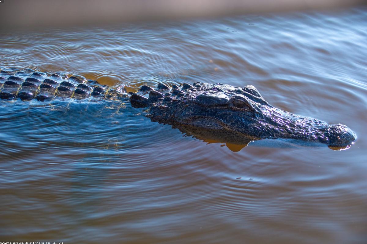 Alligator with eyes above water
