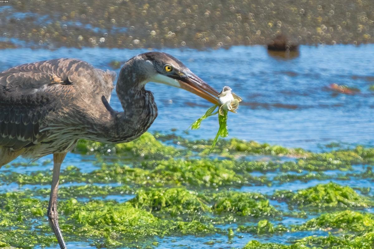 Great blue heron at dawn