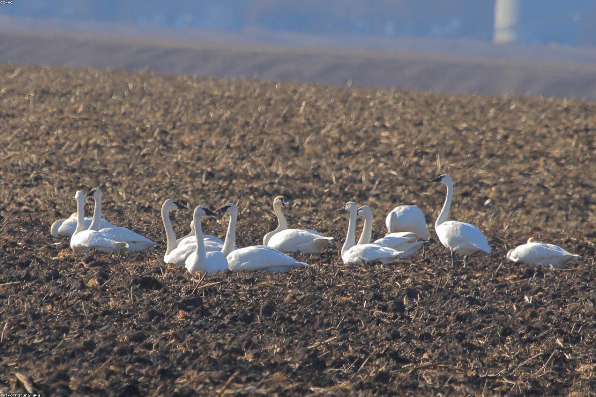 Middle Creek tundra swans