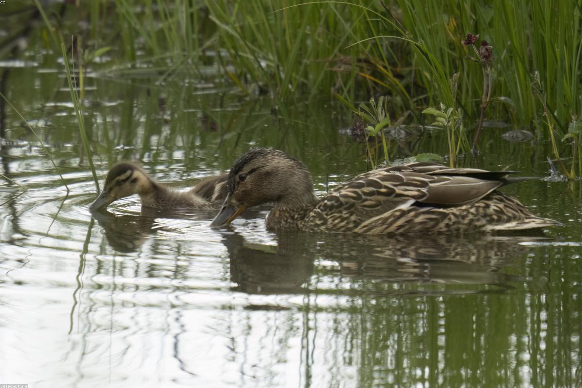 Northern Pintail drake