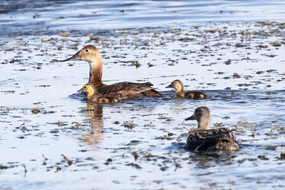 Canvasback pair on the water