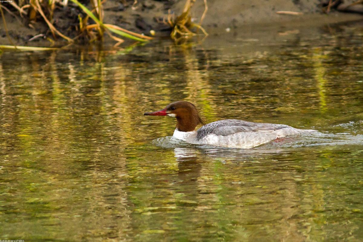 Common Merganser drake