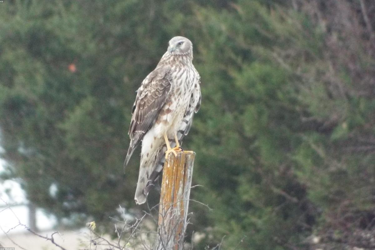 Northern Harrier low over the grass