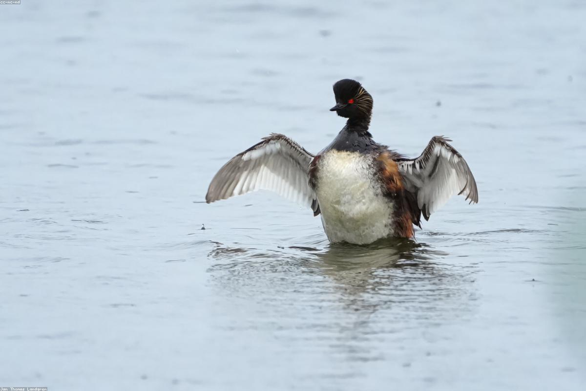 Mono Lake grebes in late fall
