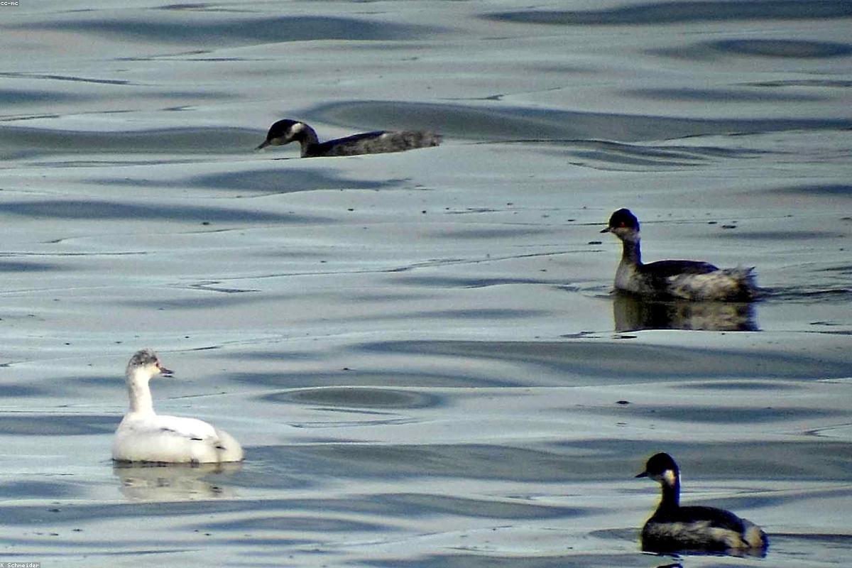 Eared grebes rafted offshore