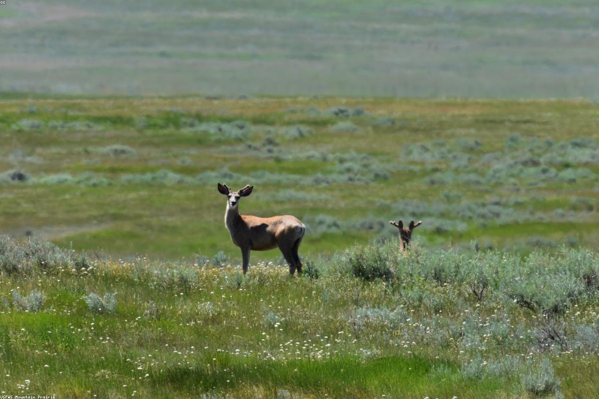 Mule deer at edge of sagebrush