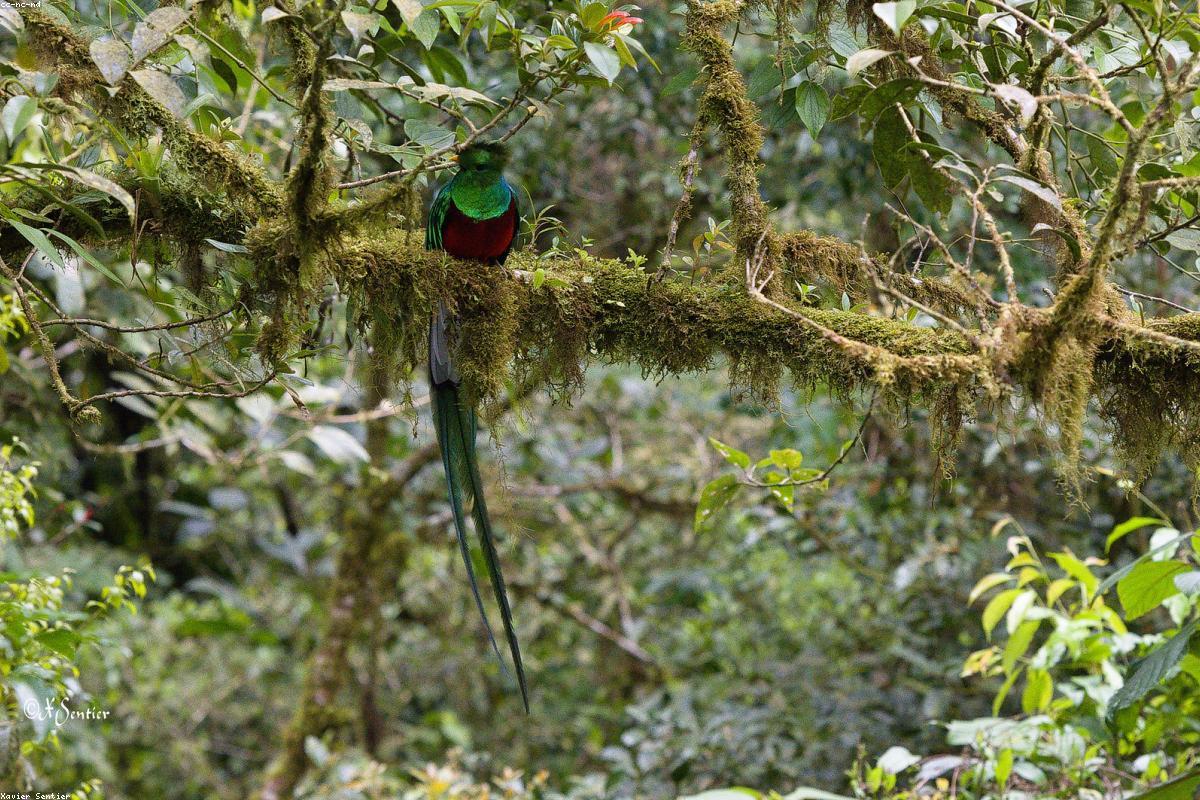 Quetzal head only, iridescent green