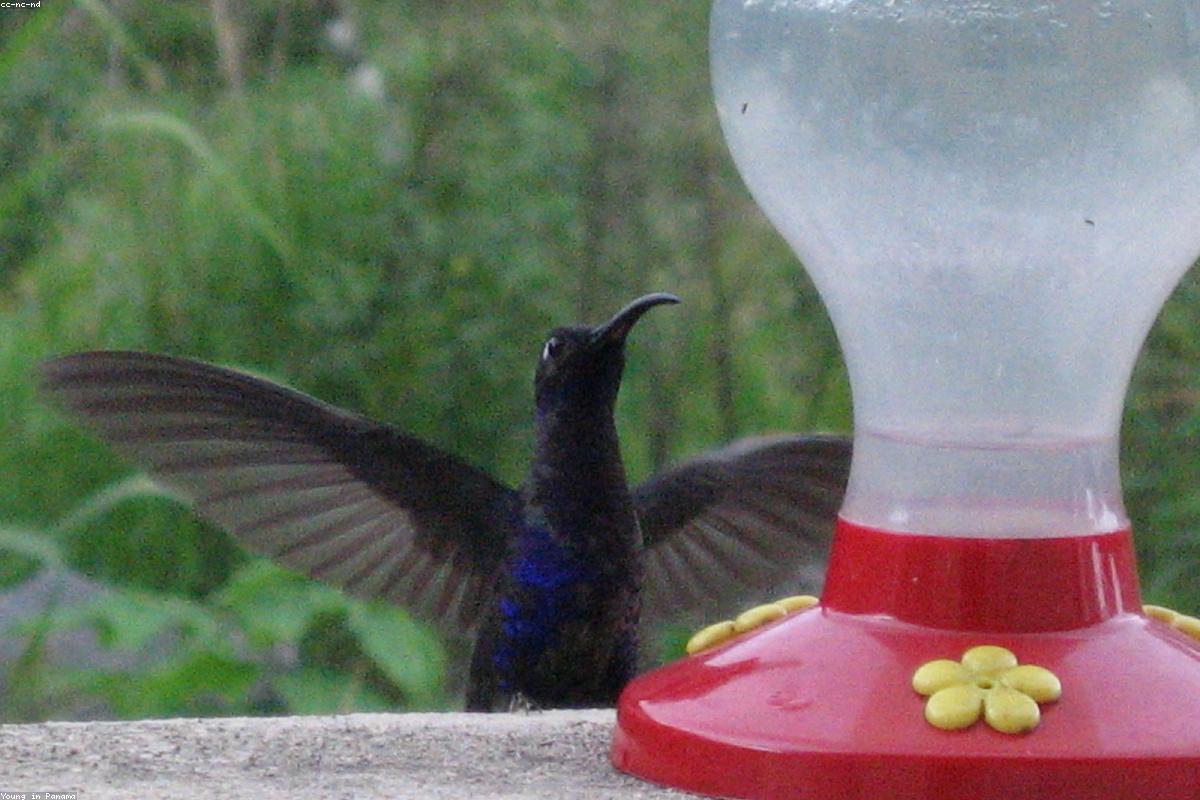 Large purple hummingbird at feeder
