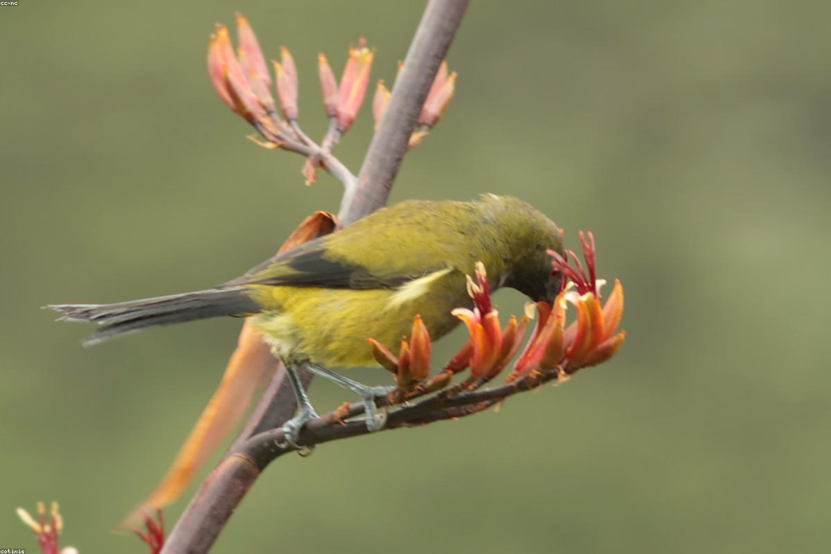 Bellbird in canopy