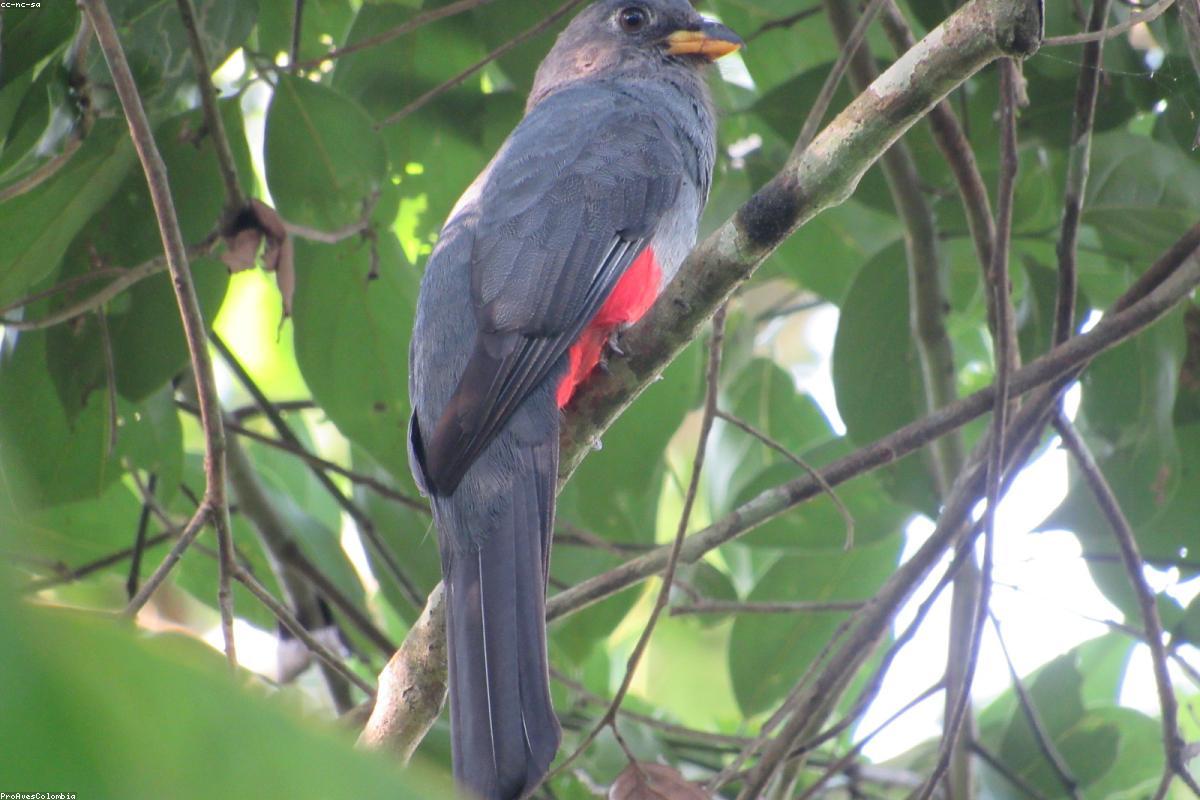 Trogon on branch