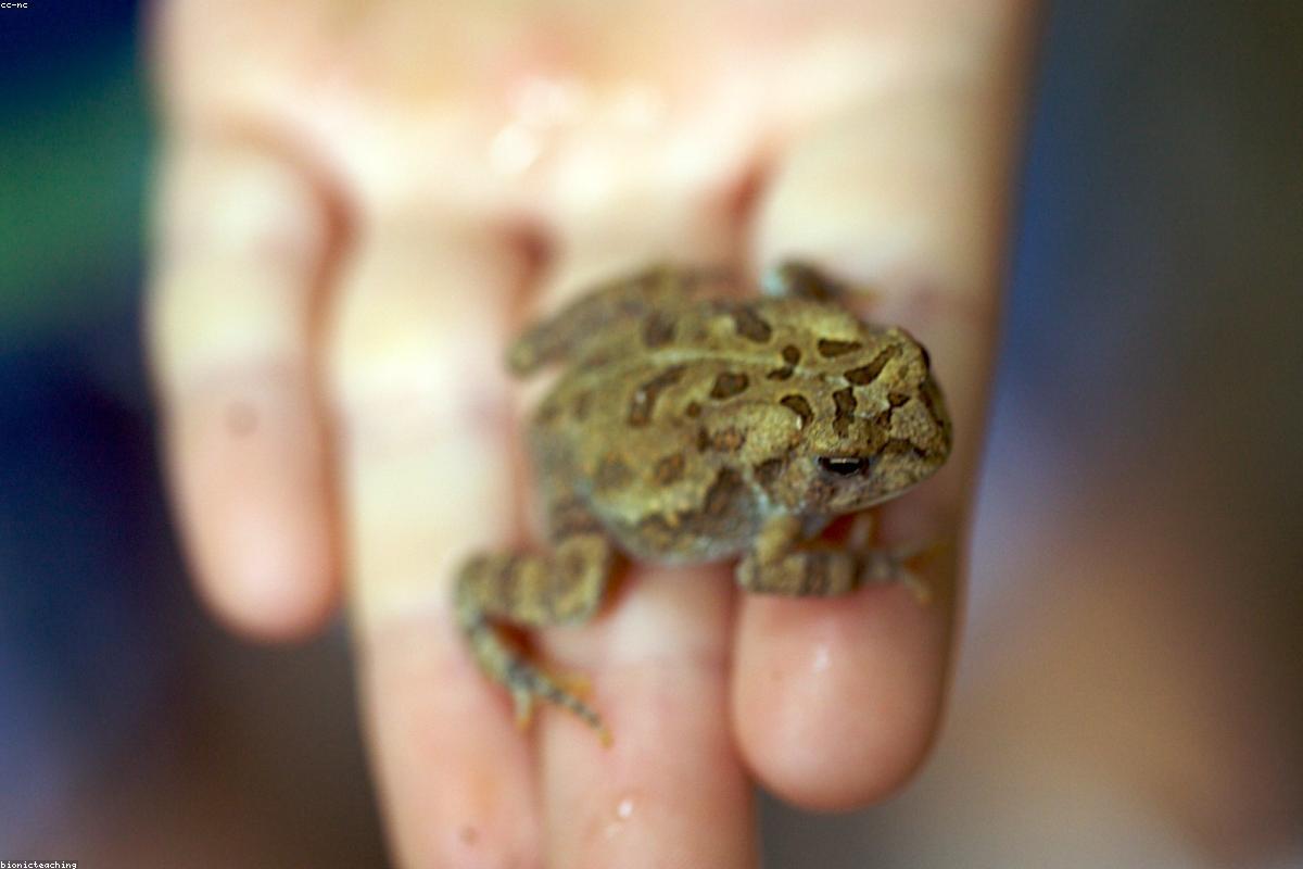 Small brown toad on leaf