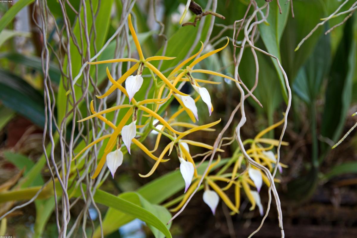 Close view of wild orchid