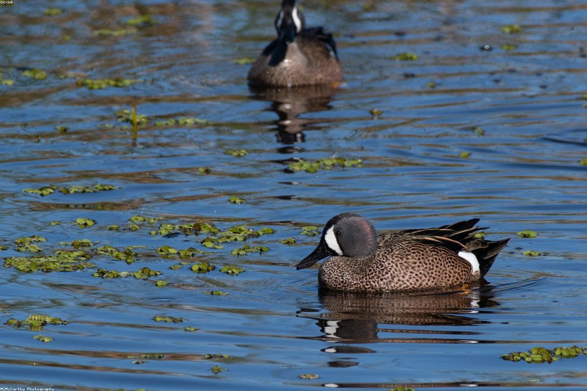 Blue-winged Teal pair on still water