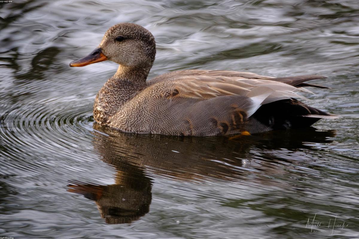 Gadwall on glassy water
