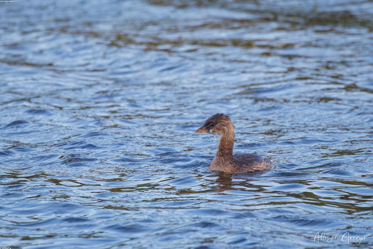 Pied-billed Grebe close to shore