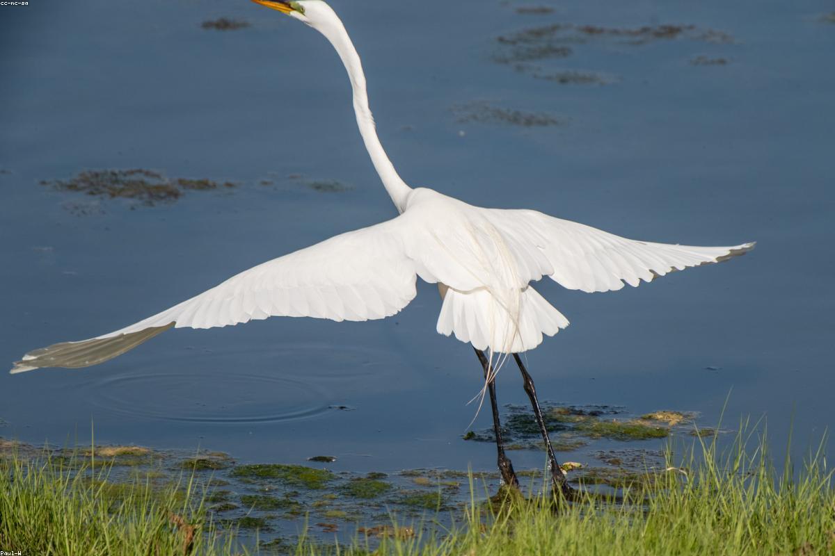 Great Egret with Great Blue Heron