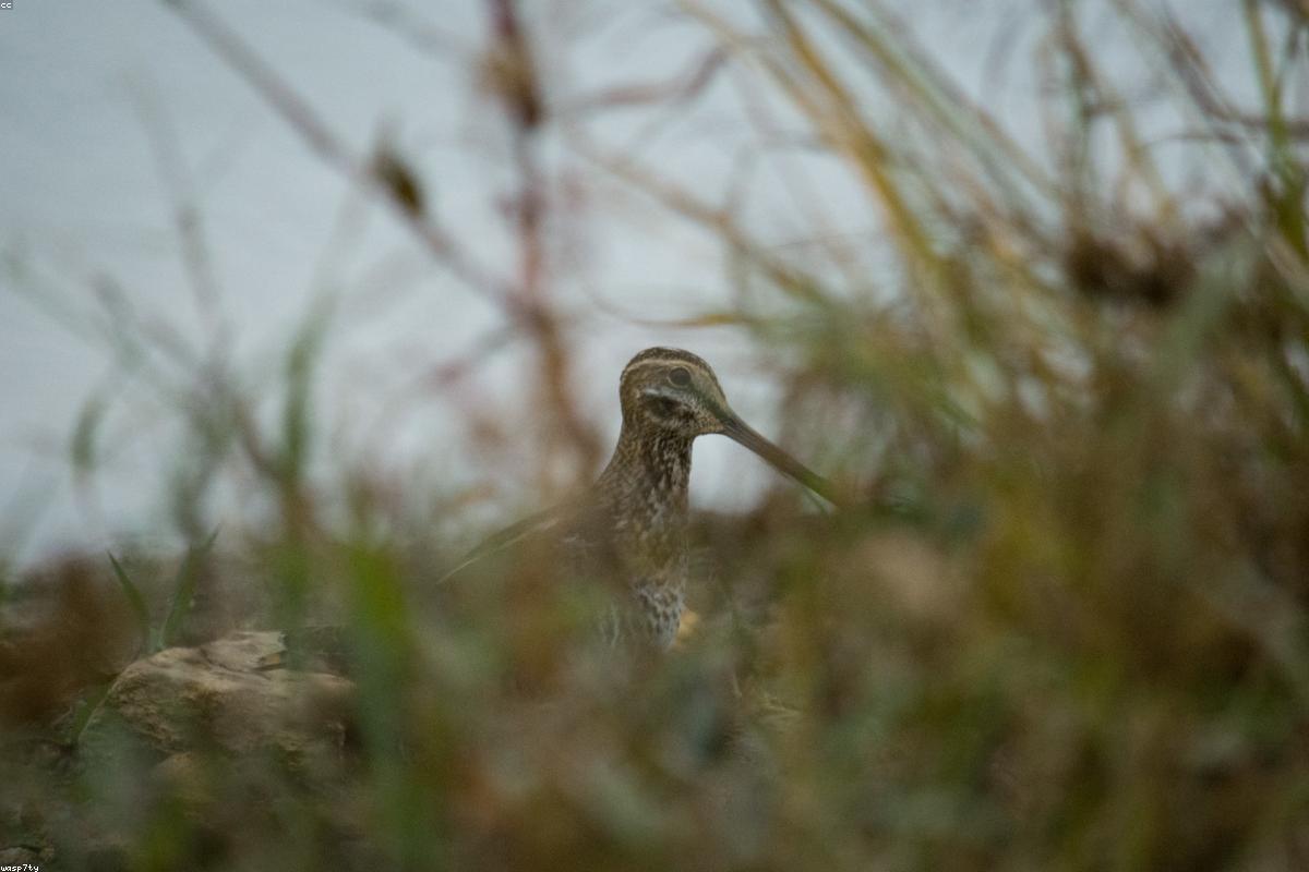 Wilson's Snipe at mud edge