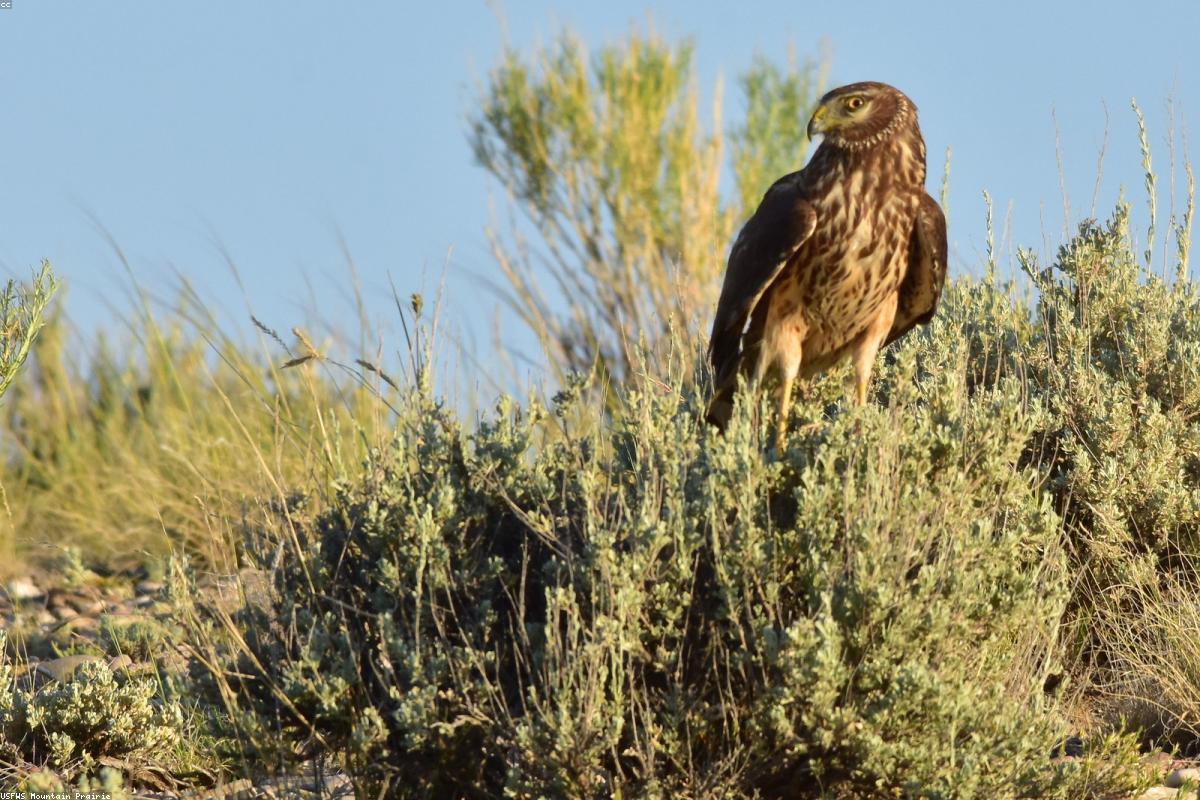 Northern Harrier low over pool