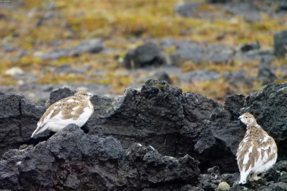Ptarmigan walking across alpine gravel