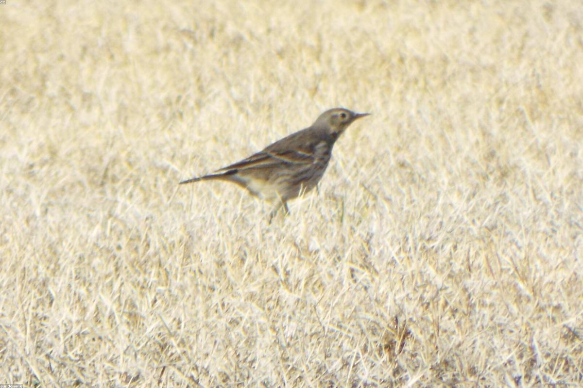 American pipit perched on a rock