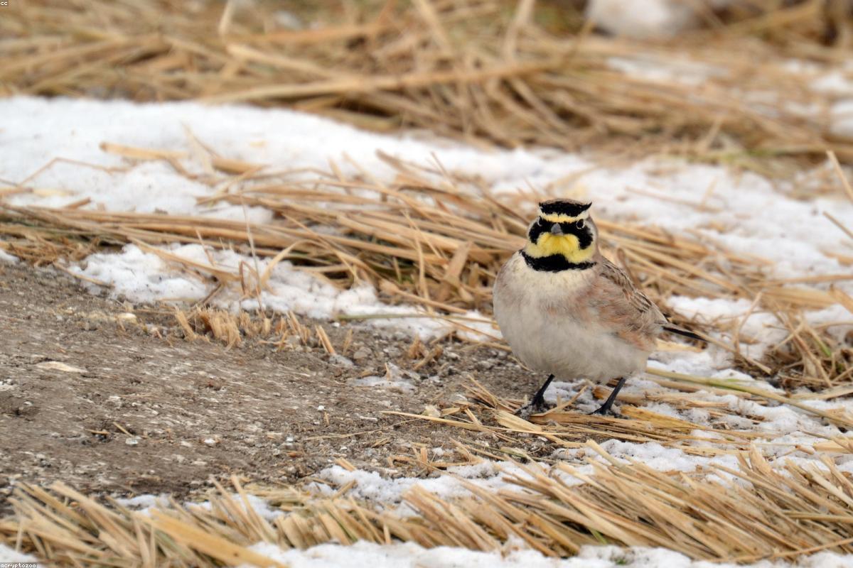 Horned lark on bare gravel