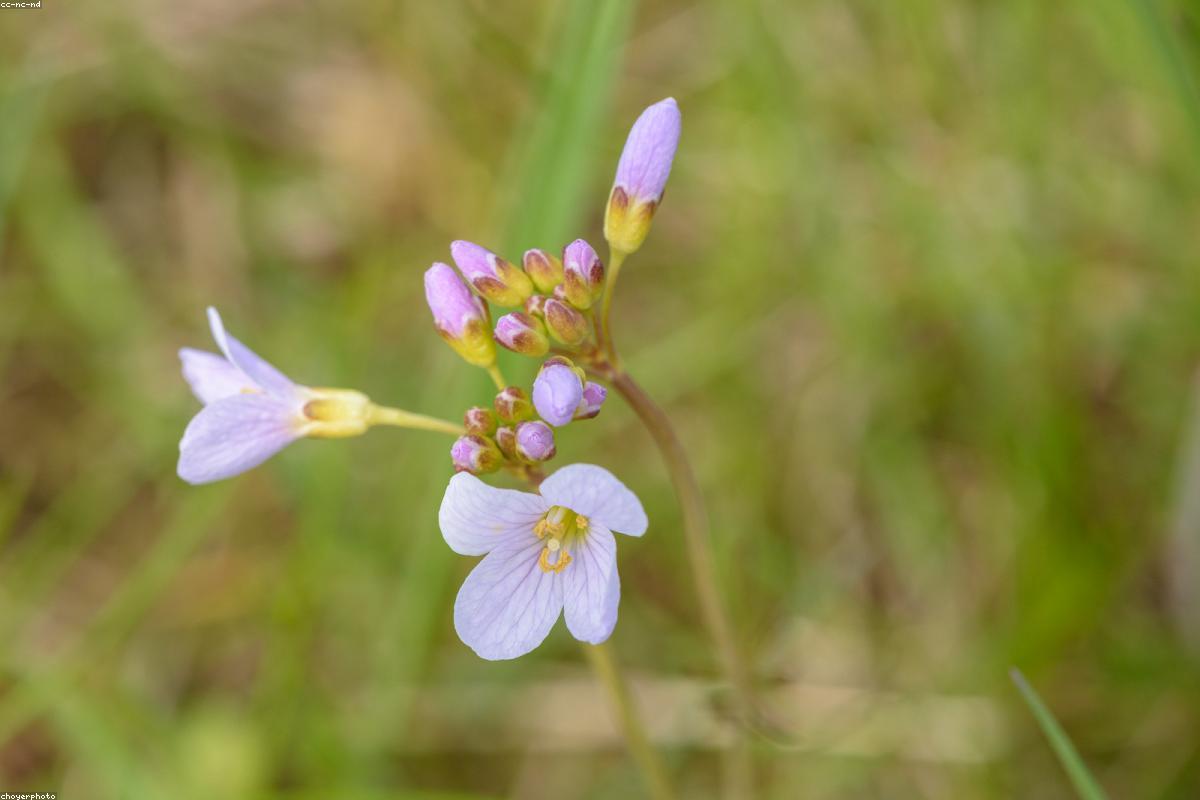 Close-up of alpine forget-me-nots