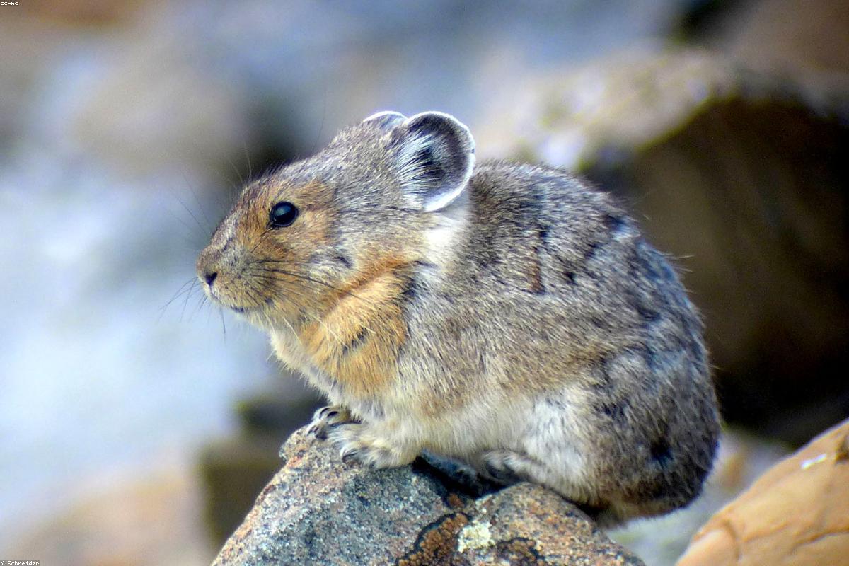 Pika with grass in mouth