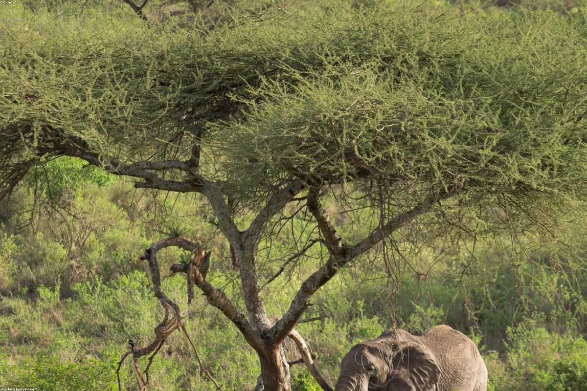 Ngorongoro, rim to floor