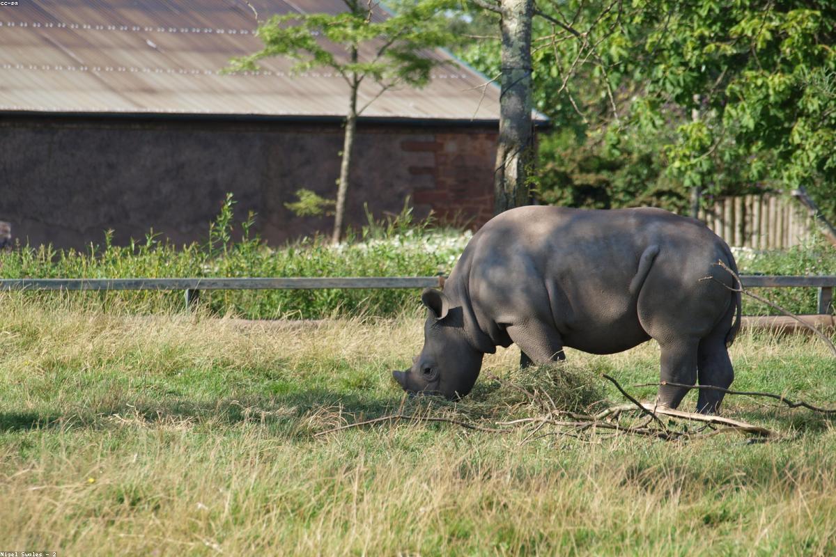 Black Rhinoceros at distance