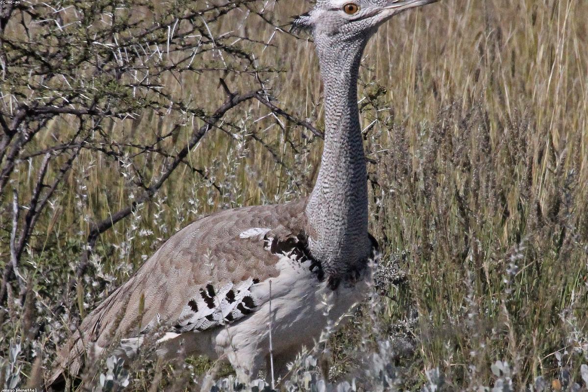 Kori Bustard walking past vehicle