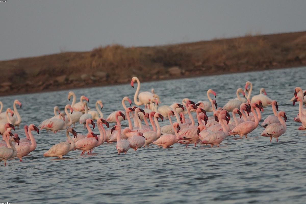 Lesser Flamingos on lake edge