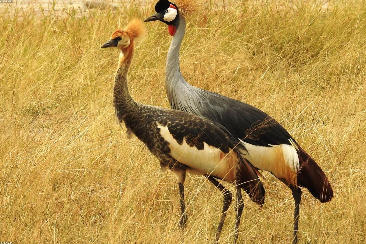 Gray Crowned Cranes displaying