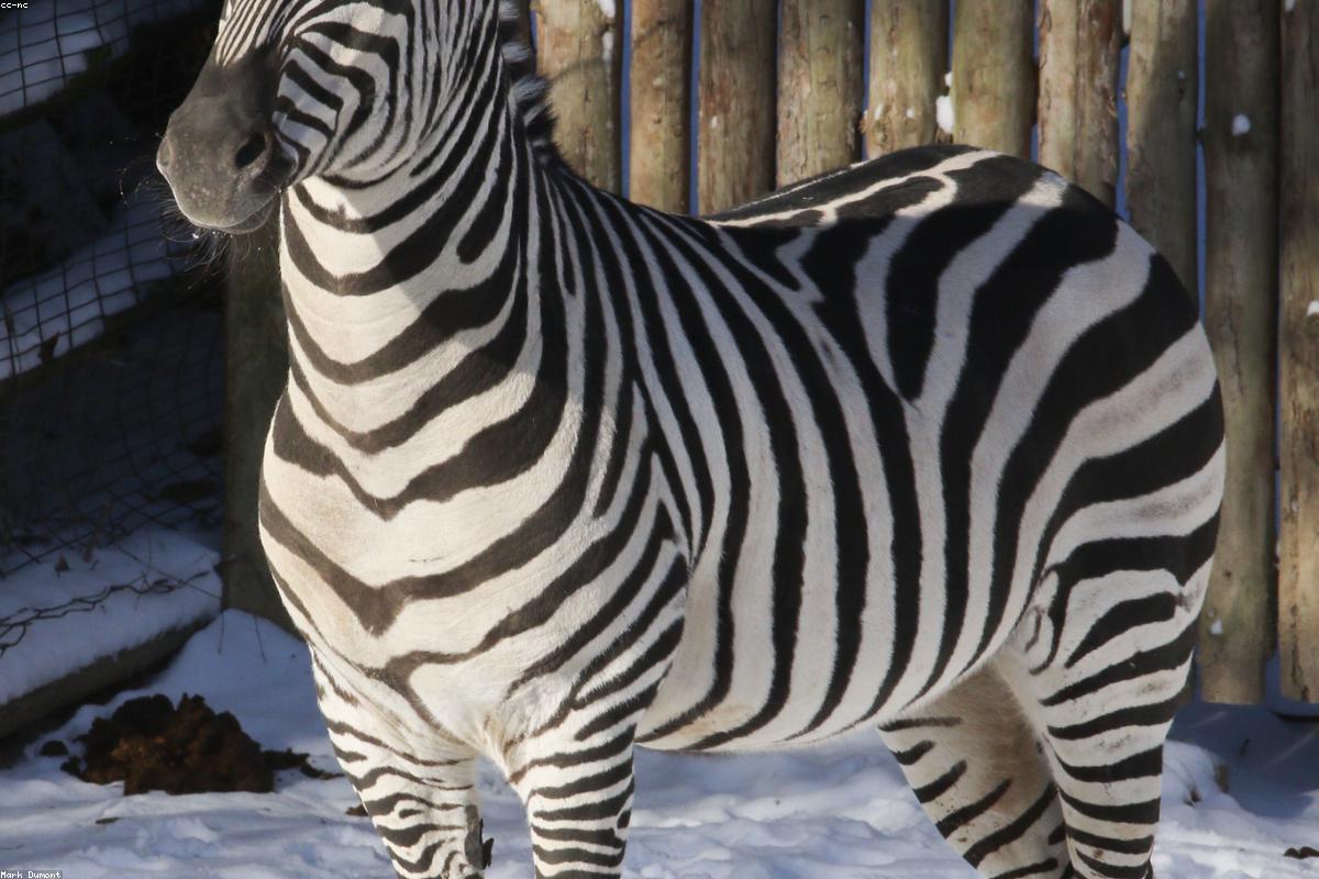 Zebras grazing with crater wall behind