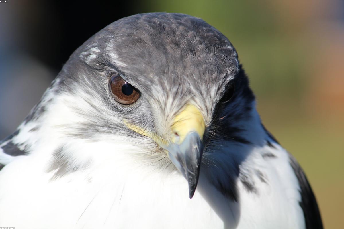 Augur Buzzard on acacia