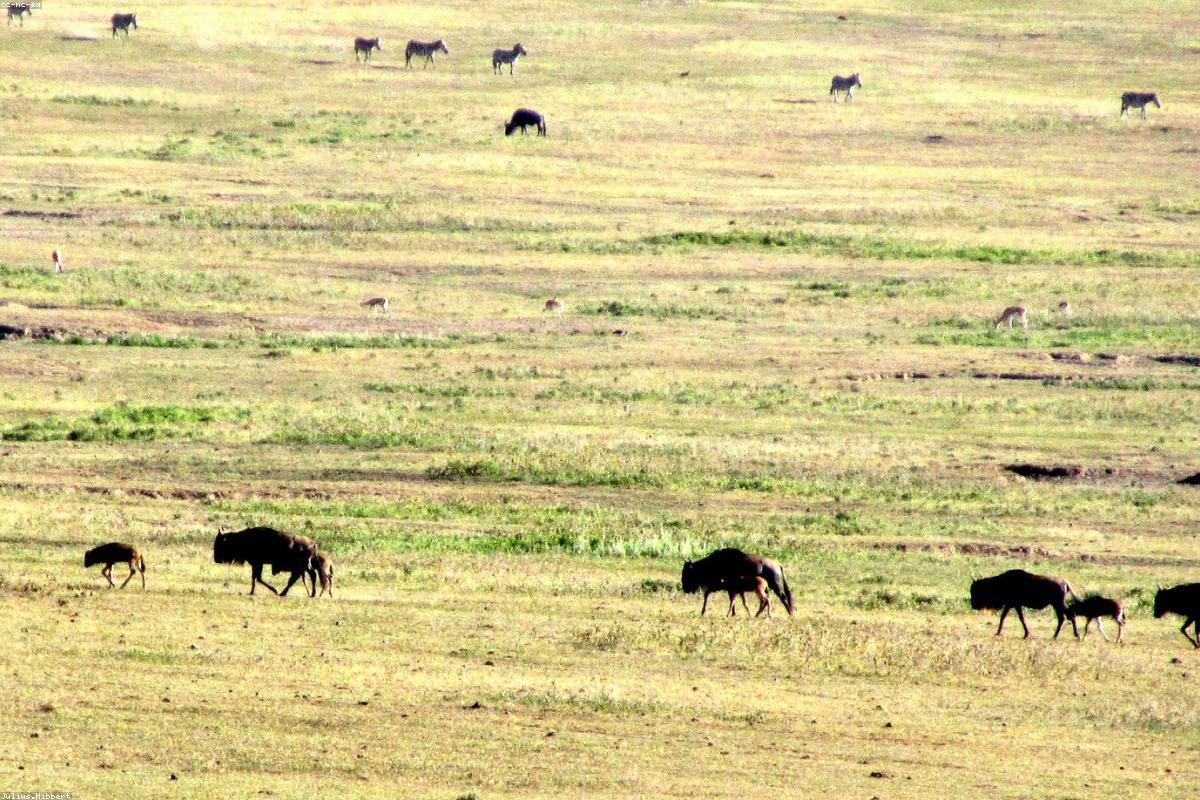 Wildebeest silhouettes across plain